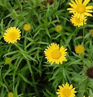 Ochsenauge Alpengold - Buphthalmum salicifolium