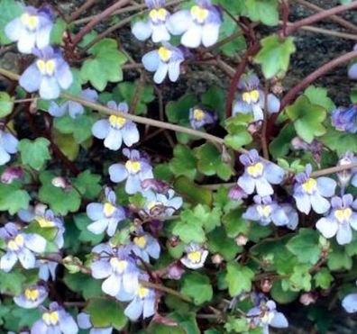 Zimbelkraut - Cymbalaria muralis