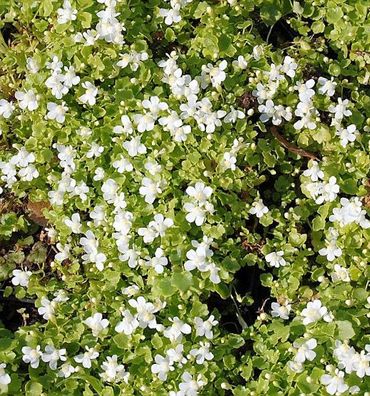 Blasses Zimbelkraut Alba - Cymbalaria pallida