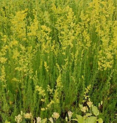 Echte Labkraut - Galium verum