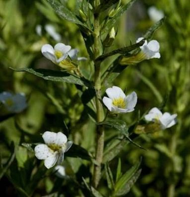 Gottes Gnadenkraut - Gratiola officinalis