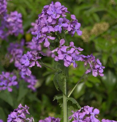 Silberling - Lunaria annua