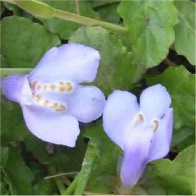 Lippenmäulchen - Mazus reptans