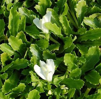 Lippenmäulchen Alba - Mazus reptans