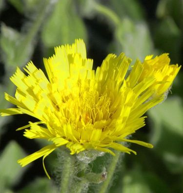 Doldiges Habichtskraut - Hieracium umbellatum