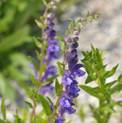 Baikal Helmkraut - Scutellaria baicalensis