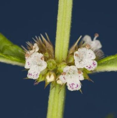 Uferwolfstrapp - Lycopus europaeus