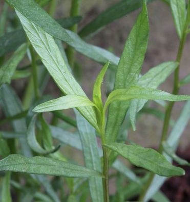 Deutscher Estragon French Terregon - Artemisia dracunculus