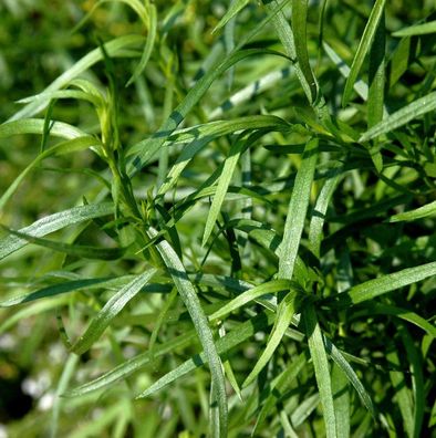 Französischer Estragon - Artemisia dracunculus