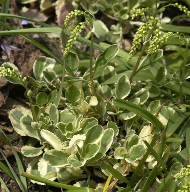 Goldtröpfchen Jim Pride - Chiastophyllum oppostifolium