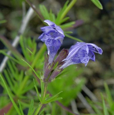 Niedriger Drachenkopf - Dracocephalum ruyschiana