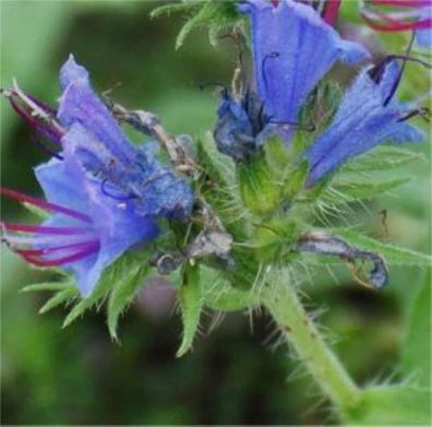 Natternkopf - Echium vulgare