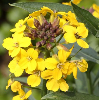 Goldlack Yellow Bird - Erysimum cheir