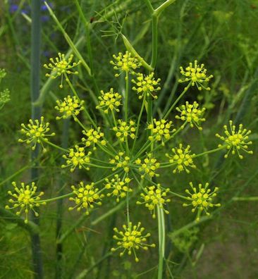 Fenchel - Foeniculum vulgare