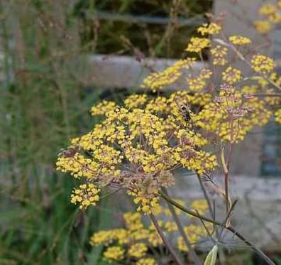 Fenchel Purpur - Foeniculum vulgare