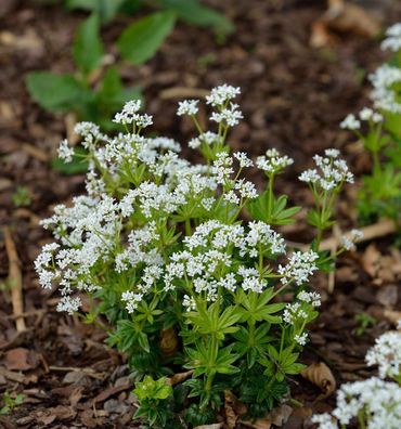 Waldmeister - Galium odoratum
