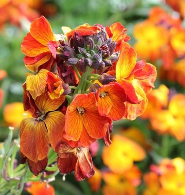 Goldlack - Erysimum cheir