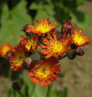 Rotes Habichtskraut - Hieracium rubrum