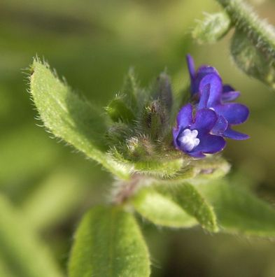 Gewöhnliche Ochsenzunge - Anchusa officinalis