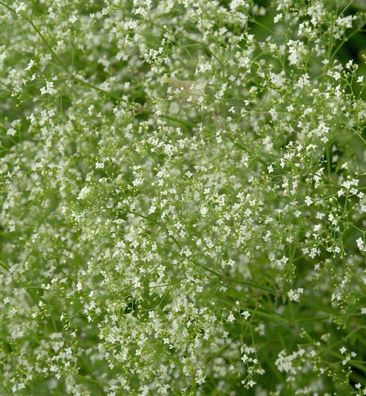 Wald-Labkraut - Galium sylvaticum