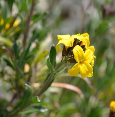 Goldlack Spring Feeling - Erysimum cheiri