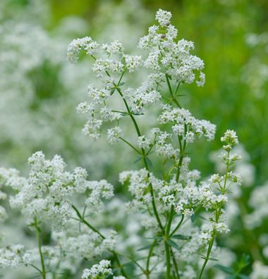Nordisches Labkraut - Galium boreale