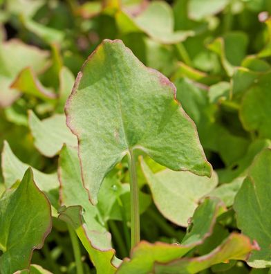 Schild Ampfer - Rumex scutatus