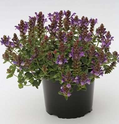 Herbst Helmkraut - Scutellaria incana