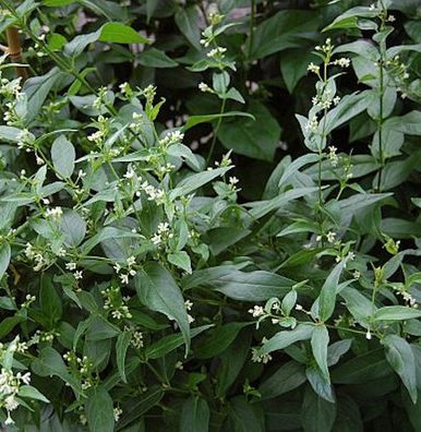 Schwalbenwurz - Vincetoxicum hirundinaria