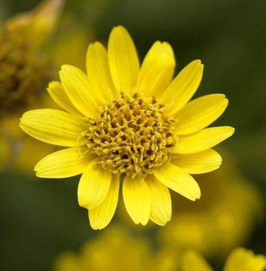 Amerikanische Arnika - Arnica chamissonis