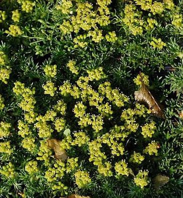 Andenpolster Minor - Azorella trifurcata