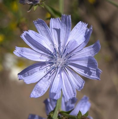Wegwarte - Cichorium intybus