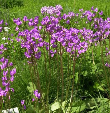 Götterblume - Dodecatheon meadia
