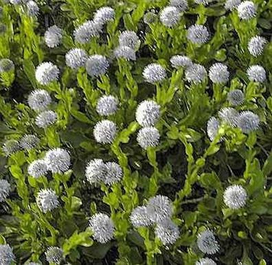 Herzförmige Kugelblume Alba - Globularia cordifolia