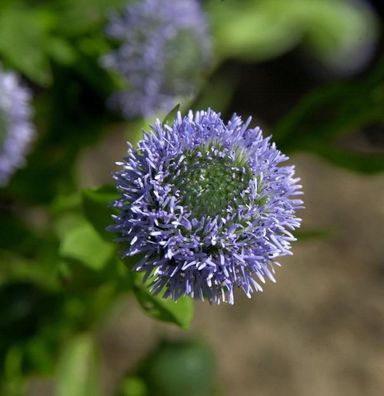 Kugelblume - Globularia punctata