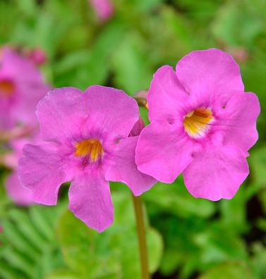 Freilandgloxine - Incarvillea delavayi