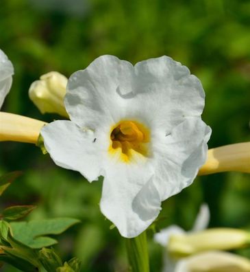 Freilandgloxine Alba - Incarvillea delavayi