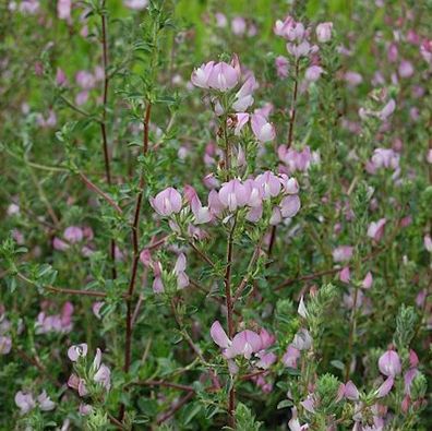 Dornige Hauhechel - Ononis spinosa