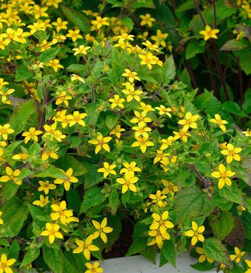 Goldkörbchen Andre Viette - Chrysogonum virginianum