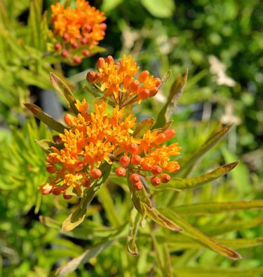 Seidenpflanze tuberosa - Asclepias incarnata