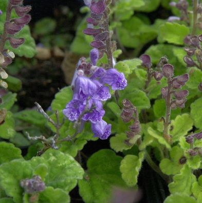 Herbst Helmkraut Parviflora - Scutellaria incana