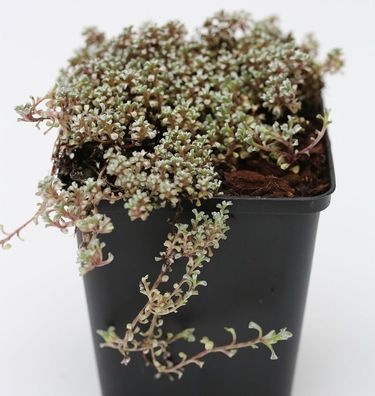 Schafteppich Silberkissen - Raoulia australis