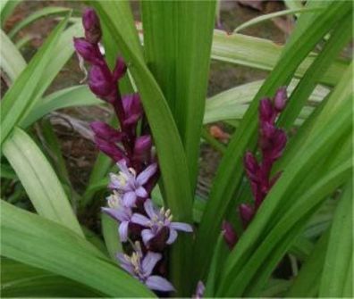 Reineckea - Reineckea carnea