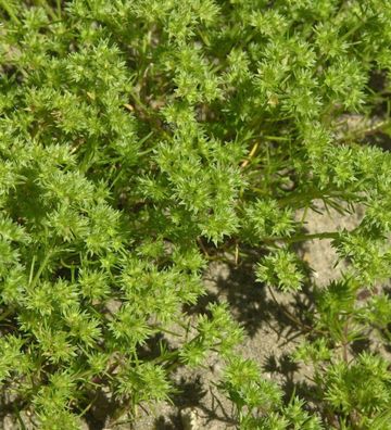 Neuseeländer Knäuel - Scleranthus uniflorus