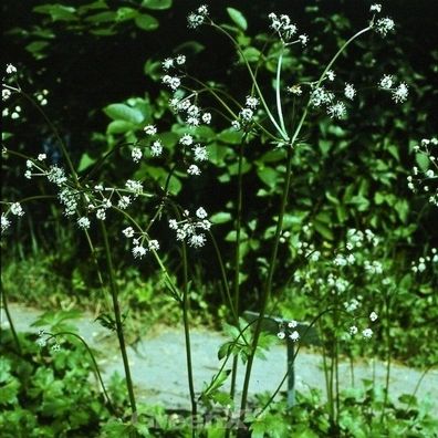 Wundsanikel - Sanicula europaea