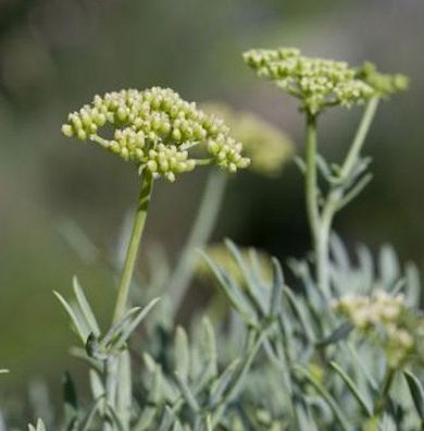 Meerfenchel - Crithmum maritimum