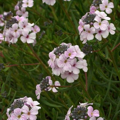 Großblumige Steintäschel - Aethionema grandiflorum
