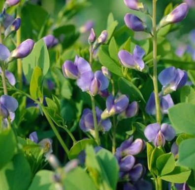 Australische Färberhülse - Baptisia australis
