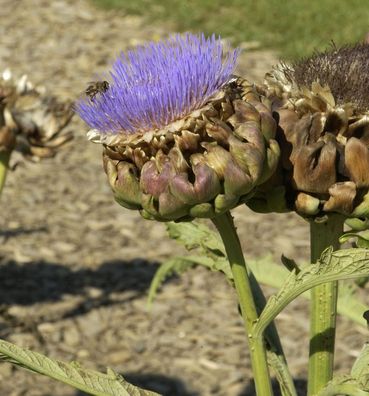 Zierartischocke - Cynara scolymus