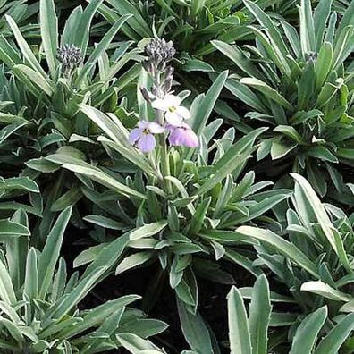 Goldlack Bowles Mauve - Erysimum cheiri